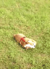 Name:  dzzmF93.gif
Views: 7
Size:  2.50 MB