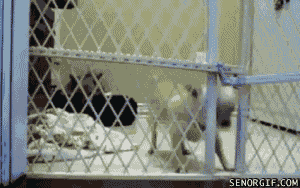Name:  oiwiFjJ.gif
Views: 7
Size:  1.88 MB