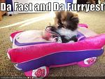 Recent Pic --funny-pictures-kitten-is-fastest-and-furriest.jpg