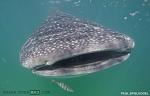 2011 G37 Coupe-whale-shark-face-shot.jpg